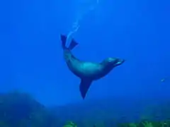 Un phoque en Australie-Méridionale.