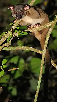 Civette palmiste à trois bandes (Arctogalidia trivirgata)