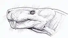 Reconstitution non colorisée de la tête d'Arctognathus curvimola.