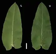 Feuille d’Arctostaphylos andersonii. L : face inférieure ; U : face supérieure.