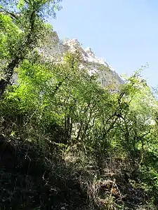 Le sommet des falaises d'Arcy, peu avant le tournant du sentier vers les grottes de Saint-Moré.
