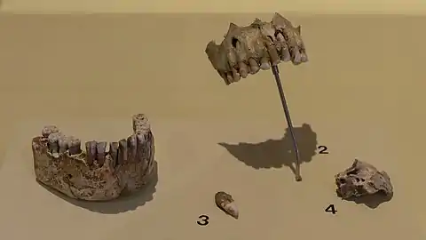 Vestiges d'Homo neanderthalensis :(1) Grotte de la Hyène, mandibule (mâchoire inférieure), individu II, couche 20 (Moustérien ancien) ;2- Grotte de la Hyène, maxillaire (supérieur), individu III, couche 20 (Moustérien ancien) ;3- Grotte du Renne, canine inférieure gauche, couche 10 (Châtelperronien) ;4- Grotte du Renne, os temporal d'enfant, couche 10b (Châtelperronien).