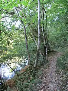 Plus avant, le sentier plus étroit.