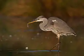 Héron cendré capturant un goujon