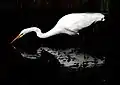 En patrouille sur la plage de l'île Antón, Tom Hudson passe non loin d'une grande aigrette en train de pêcher : "un grand héron blanc qui regardait au fond de l'eau peu profonde, la tête, le cou et le bec en arrêt." ("At Sea", début du paragraphe 10).