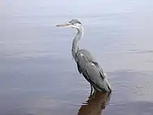 Un héron cendré dans le parc de Färnebofjärden