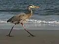 Grand Héron marchant sur la plage de l'île d'Hilton Head, Caroline du Sud.