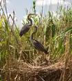 L'Ardea purpurea (Héron pourpré) habite exclusivement les zones humides et y niche.