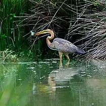 Le Héron pourpré (Ardea purpurea) est un migrateur protégé, présent et nicheur en Europe et Afrique du Nord, hivernant occasionnellement en Europe de l'Ouest et du Sud.