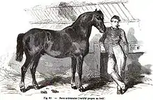 Gravure d'un cheval de profil, dans son écurie, un homme étant positionné à côté de lui.
