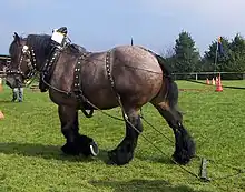 Cheval de profil harnaché marchant au pas dans un champ dans lequel on aperçoit en arrière plan des plots oranges.