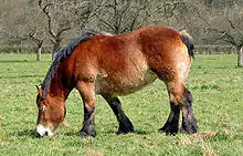 Cheval de profil broutant dans son pré.