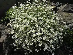 Photographie en couleurs d'une petite plante buissonnante aux fleurs blanches.