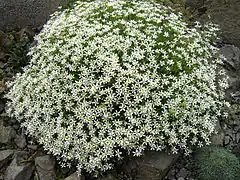 Sabline à grandes fleurs