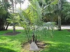 Arenga engleri planté par l'assoc. des Fous de Palmiers le 30 mai 2009