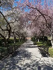 Photographie d'un jardin public au printemps en Normandie. La vue donne sur une allée bordée de bancs et d'arbres en fleurs qui forment une arche rose sur son chemin.