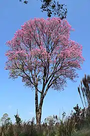 Un lapacho rosé (Tabebuia impetiginosa)