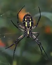 Un corps oblongue noir marqué d'une tache jaune centrale. Des pattes fortes partant d'une cellule à l'avant étendues dans l'espace ; ces pattes tenant des fils presque transparents.