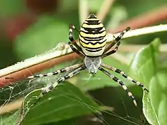 Argiope frelon.