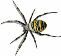 Argiope bruennichi, une araignée (Araneae)
