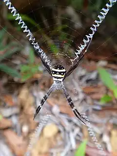 Description de l'image Argiope caledonia.jpg.