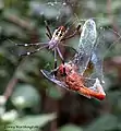 Argiope catenulata