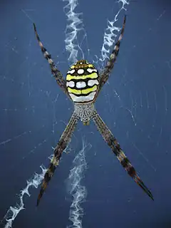 Description de l'image Argiope picta.JPG.