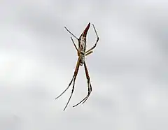 Description de l'image Argiope protensa.jpg.