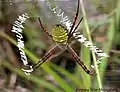 Argiope trifasciata