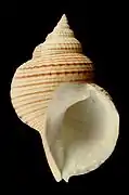 Argobuccinium tumidum