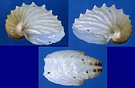 Argonauta pacifica