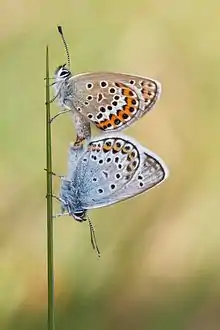 Accouplement de papillons aux ailes à petites ocelles