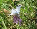 Abondance de papillons sur les rives du lac : Argus bleu, Polyommatus icarus.