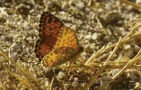 Description de l'image Argynnis elisa - Nature Conservation-001-073-g026.jpg.