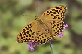 Argynnis paphia