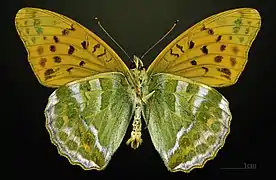 ♂ face ventrale (coll. MHNT).