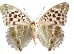 ♀ f. valesina, face ventrale.