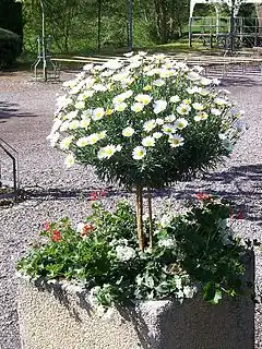 Description de l'image Argyranthemum-frutescens.jpg.