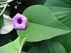 Feuille et fleur