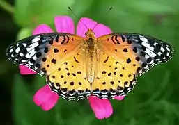 Argynnis hyperbius