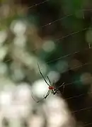 Argyrodes flavescens, un cleptoparasite sur une toile d'Argiope pulchella.