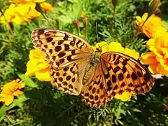 Argynnis ruslana