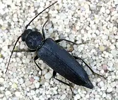 Arhopalus ferus (Mulsant, 1839)