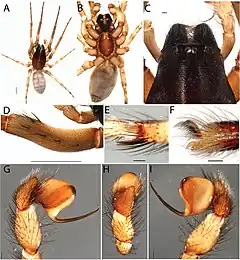 Description de l'image Ariadna clavata (10.3897-evolsyst.2.29172) Figure 1.jpg.