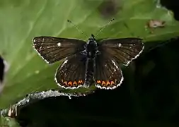 Aricia artaxerxes