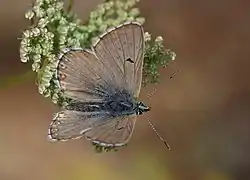 Aricia crassipuncta