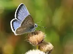 Aricia isaurica