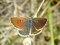 Aricia morronensis