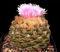 Description de l'image Ariocarpus fissuratus2 ies.jpg.