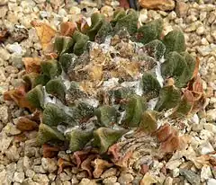 Description de l'image Ariocarpus scaphirostris 1.jpg.